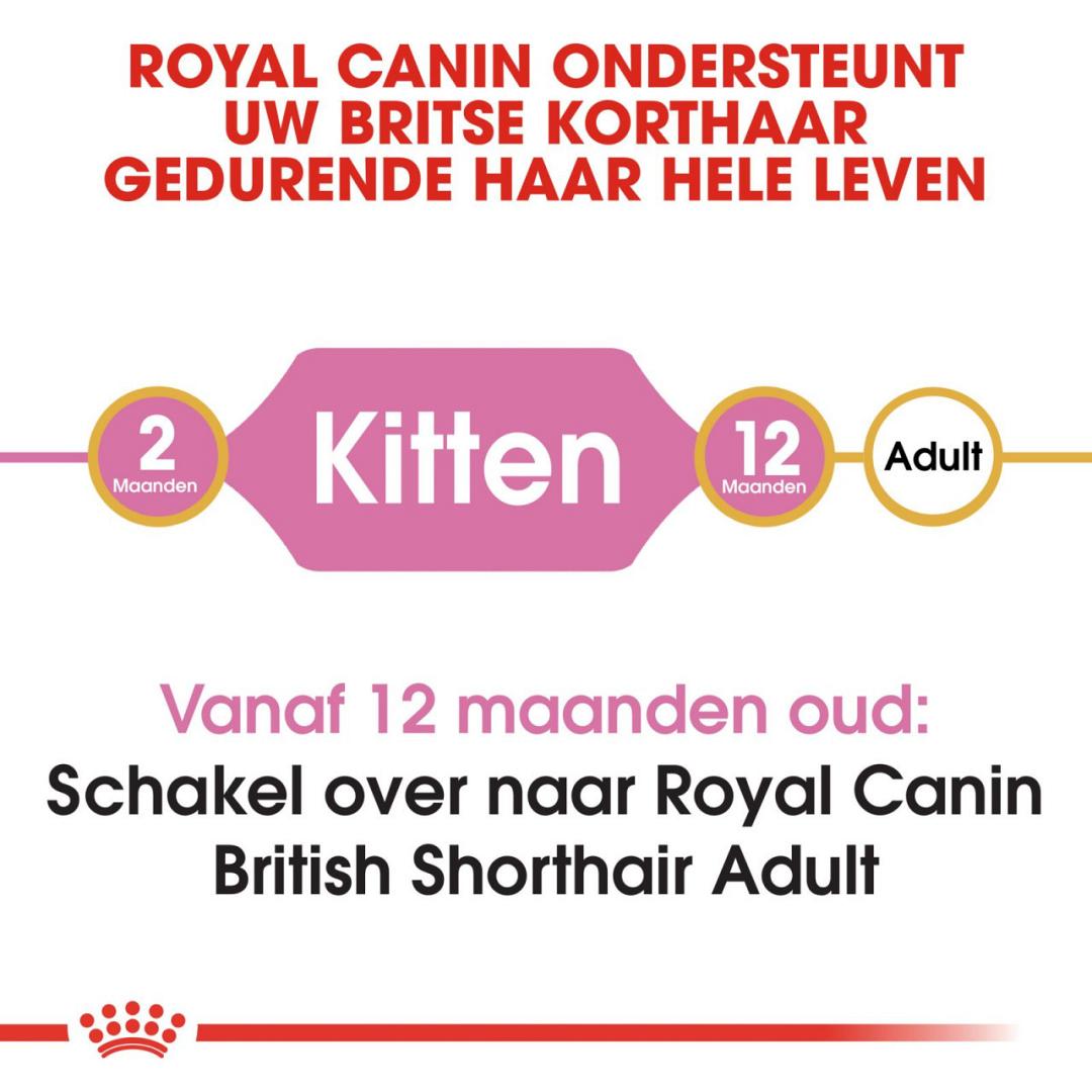 picknick Oneffenheden versneller Royal Canin kattenvoer British Shorthair Kitten 2 kg | Baas & Beest
