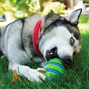 Kong Squeez Goomz Ball  XL