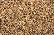 Tarwe 20 kg