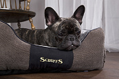 Scruffs Chester Box Bed 