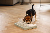 Beeztees Puppy Trainingsspel Riff Groen