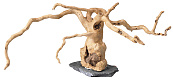 SuperFish Spiderwood on rock small