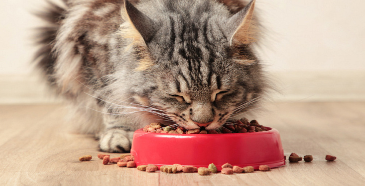 Topmerken kattenvoer