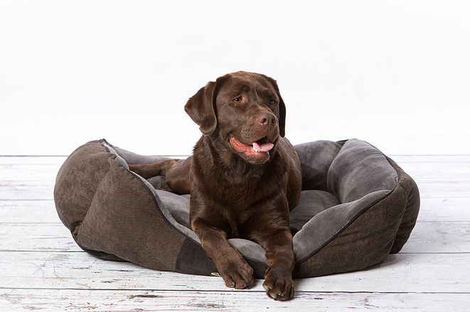 Scruffs Chester Box Bed 