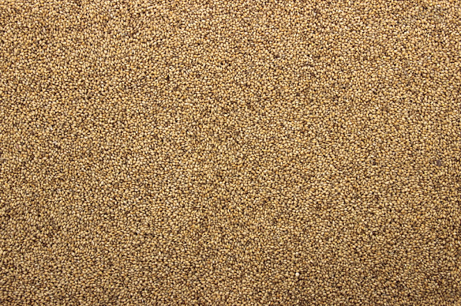 Senegalgierst - Panicum 4,5 kg