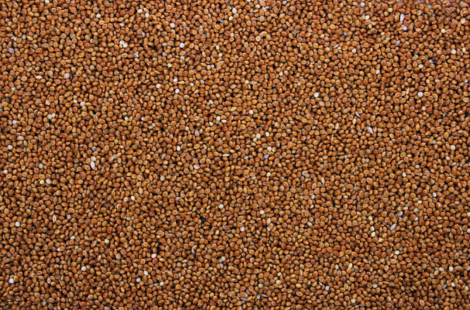 Milletzaad Rood 20 kg