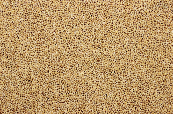 Milletzaad Wit 20 kg