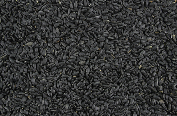 Zonnepitten Zwart <br>12,5 kg