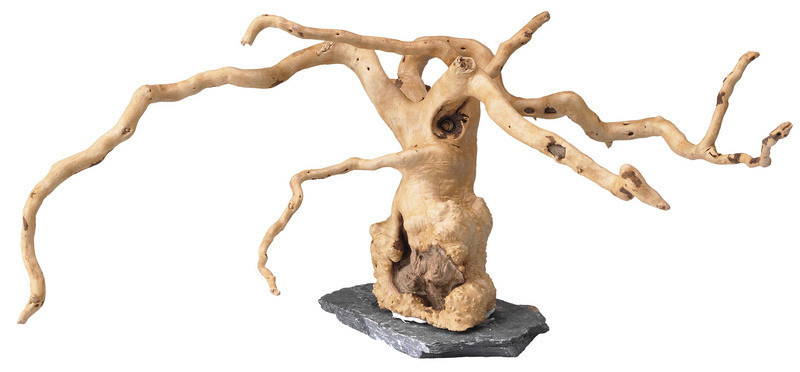 SuperFish Spiderwood on rock small