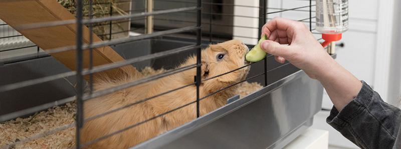 Dierengezondheid